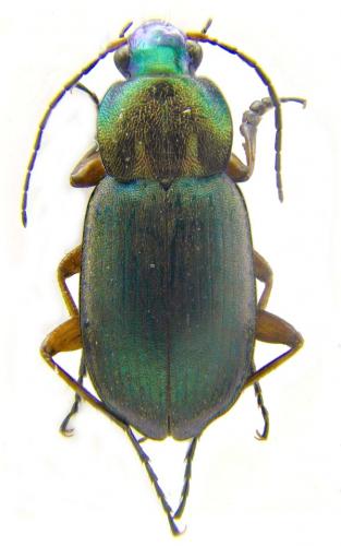 Chlaenius nigricornis