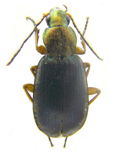Chlaenius chrysocephalus