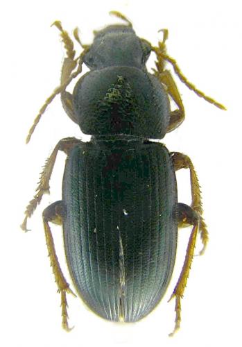 Réf. 56 427 : Ophonus azureus