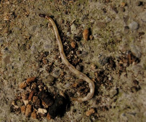Cardiophorus gramineus