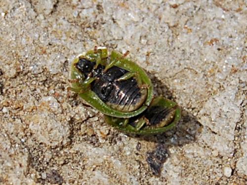 Cassida viridis