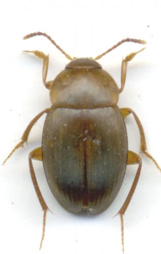 Réf. 56 583 : Catops sp.