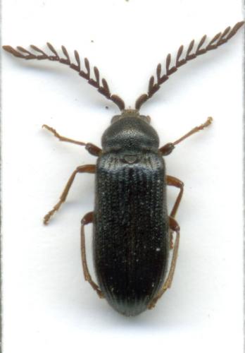 Cerophytum elateroides
