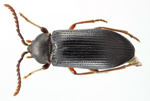 Réf. 56 451 : Cerophytum elateroides
