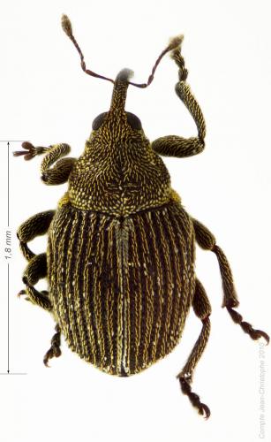 Réf. 56 061 : Ceutorhynchus typhae