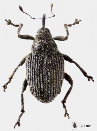 Réf. 56 652 : Ceutorhynchus sp.