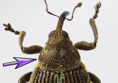 Réf. 56 073 : Ceutorhynchus typhae