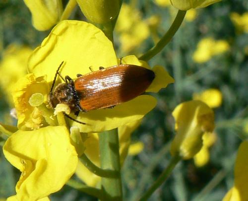 Réf. 56 336 : Anostirus castaneus