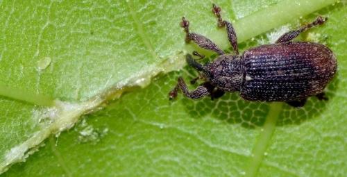 Bradybatus kellneri
