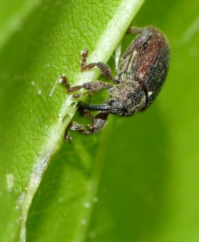 Bradybatus kellneri