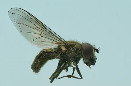 Cheilosia semifasciata