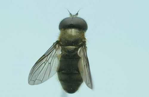 Cheilosia semifasciata