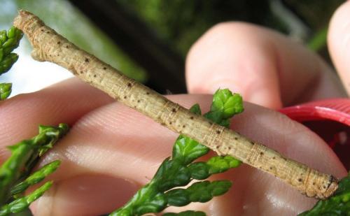 Peribatodes rhomboidaria