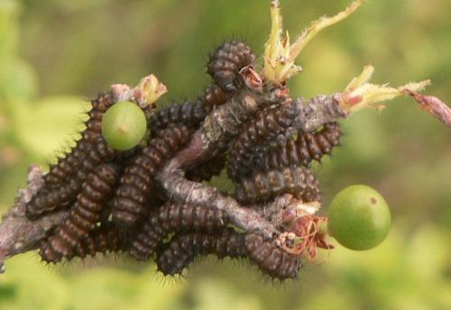 Saturnia pavonia