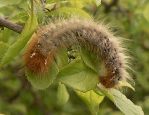 Lasiocampa quercus