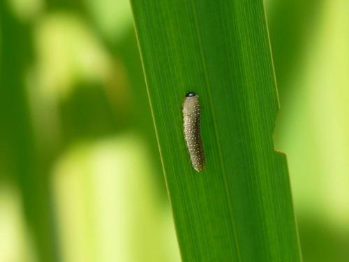 Rhadinoceraea micans