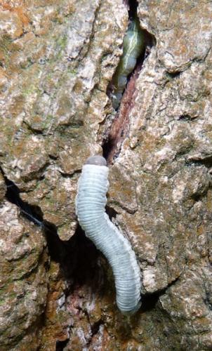 Réf. 56 494 : Apethymus filiformis