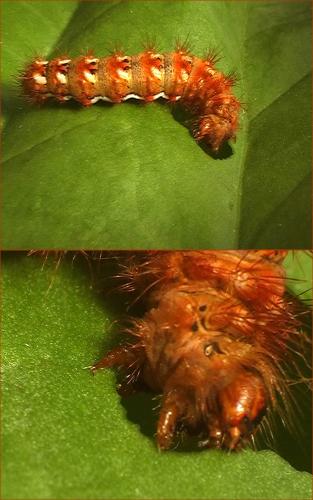 Acronicta rumicis