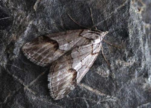 Chesias rufata