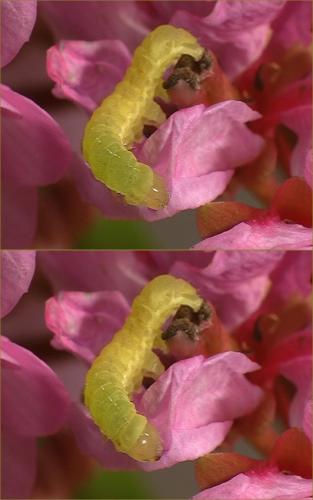 Phlogophora meticulosa