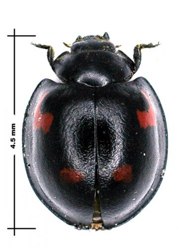 Exochomus quadripustulatus