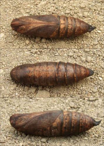 Deilephila elpenor