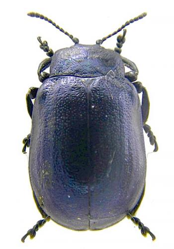 Réf. 56 311 : Plagiosterna aenea