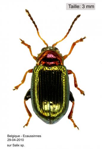 Réf. 56 289 : Crepidodera aurata