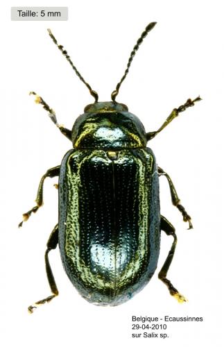 Phratora vulgatissima