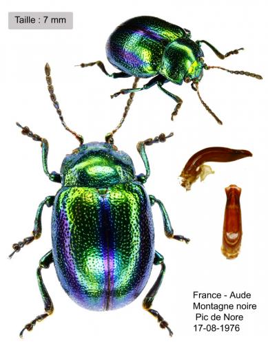 Réf. 56 203 : Chrysolina fastuosa