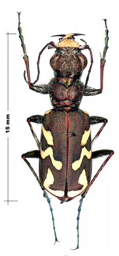 Cicindela nordmanni