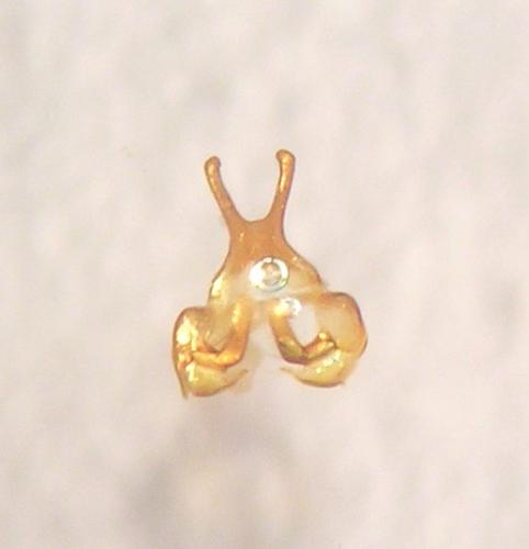 Cilix glaucata