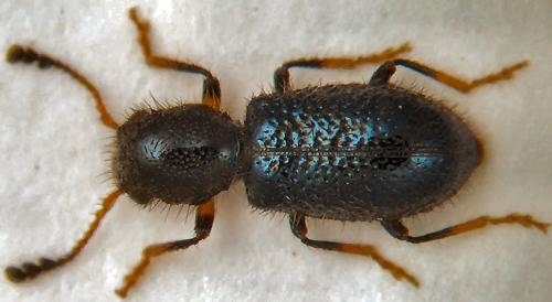 Réf. 56 063 : Korynetes geniculatus