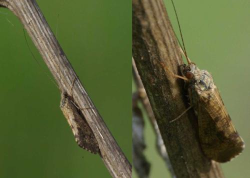 Réf. 56 807 : Hydropsyche sp.