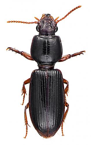 Réf. 56 496 : Clivina fossor