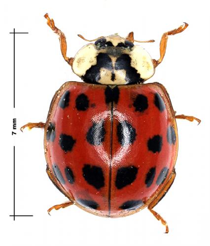 Réf. 56 022 : Harmonia axyridis