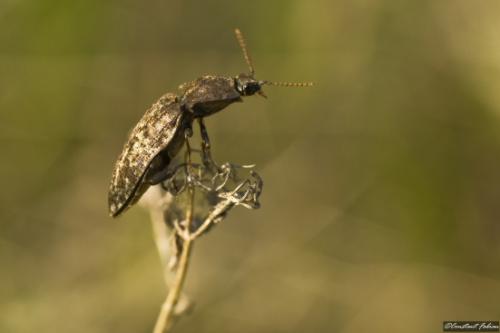 Agrypnus murinus