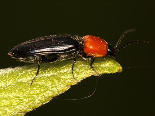 Cardiophorus gramineus