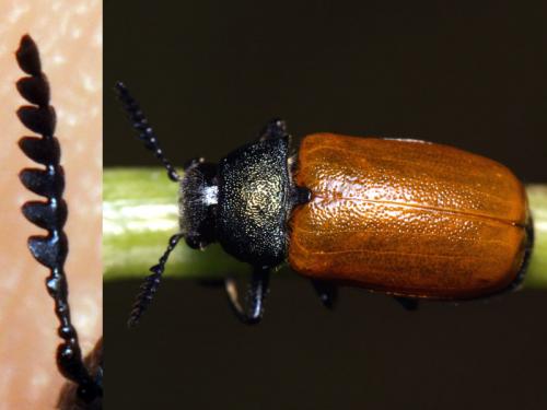 Labidostomis tridentata