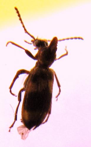 Notoxus trifasciatus