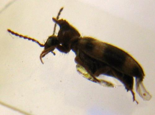 Notoxus trifasciatus