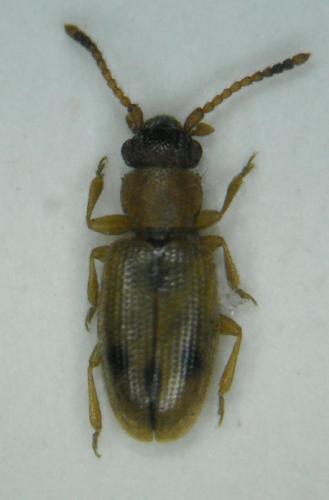 Réf. 56 055 : Psammoecus bipunctatus