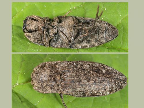 Réf. 56 349 : Agrypnus murinus