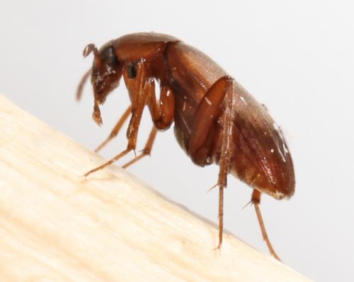 Réf. 56 134 : Choleva sp.