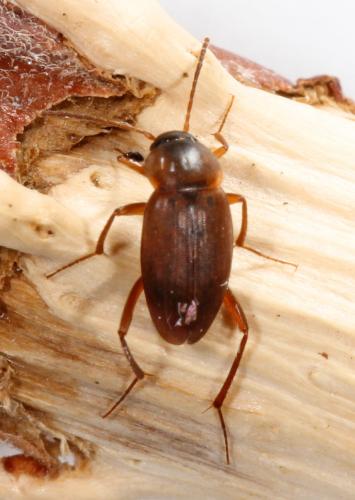Réf. 56 135 : Choleva sp.