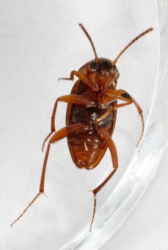 Choleva sp.