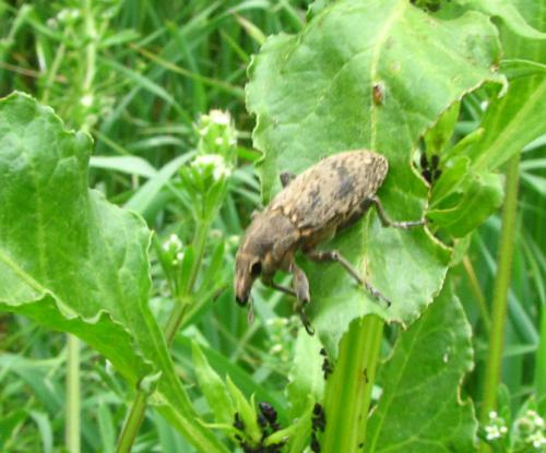 Temnorhinus mendicus
