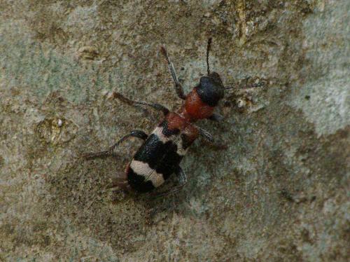 Réf. 56 087 : Thanasimus formicarius