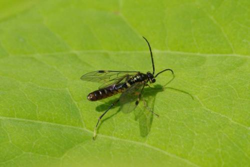 Tenthredopsis sp.