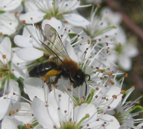 Andrena sp.
